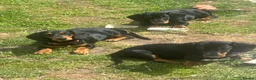 Dachshund dogs for sale: Looking for homes still available  - Advert 2