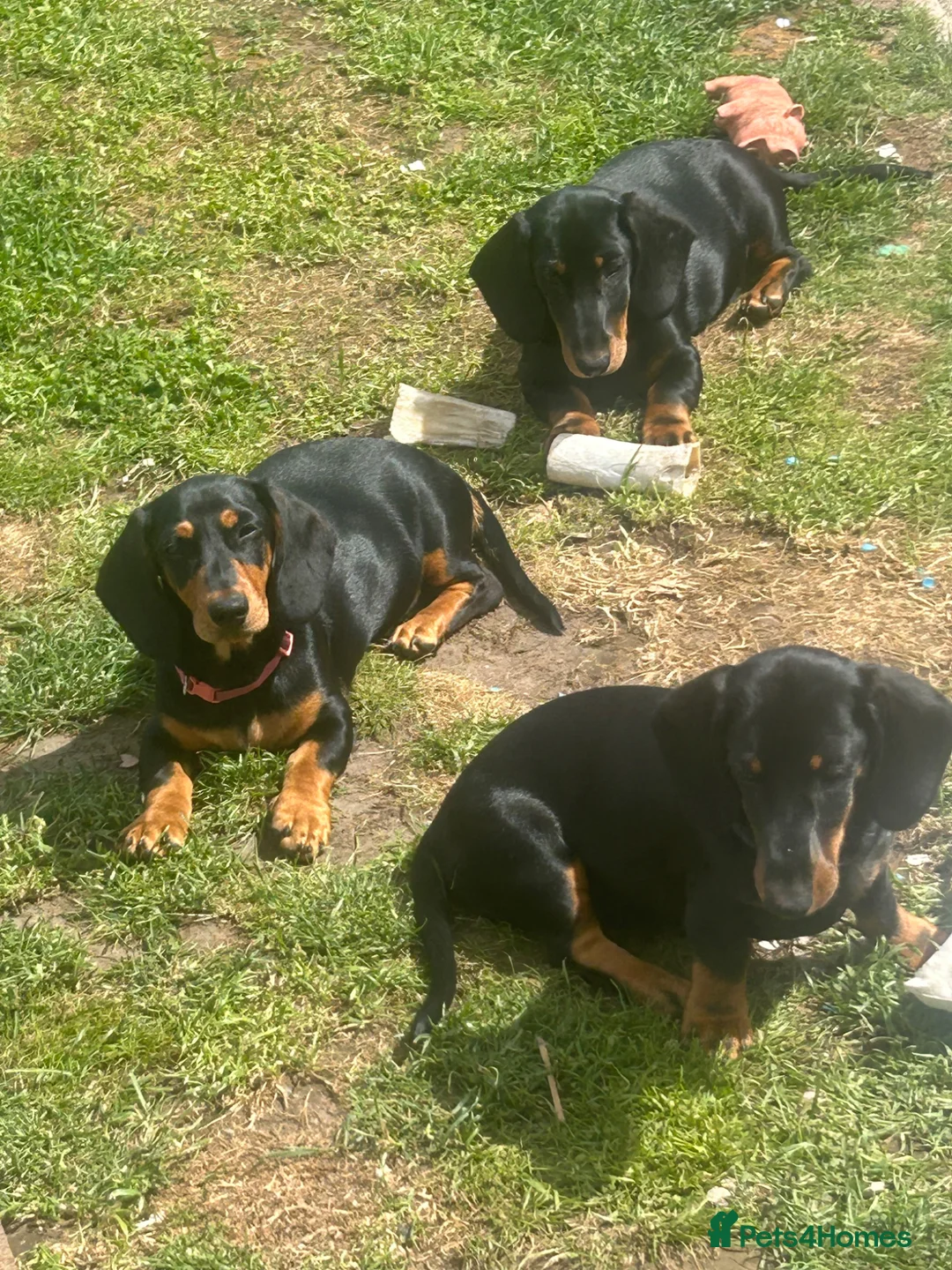 Dachshund dogs for sale: Looking for homes still available  - Advert 2