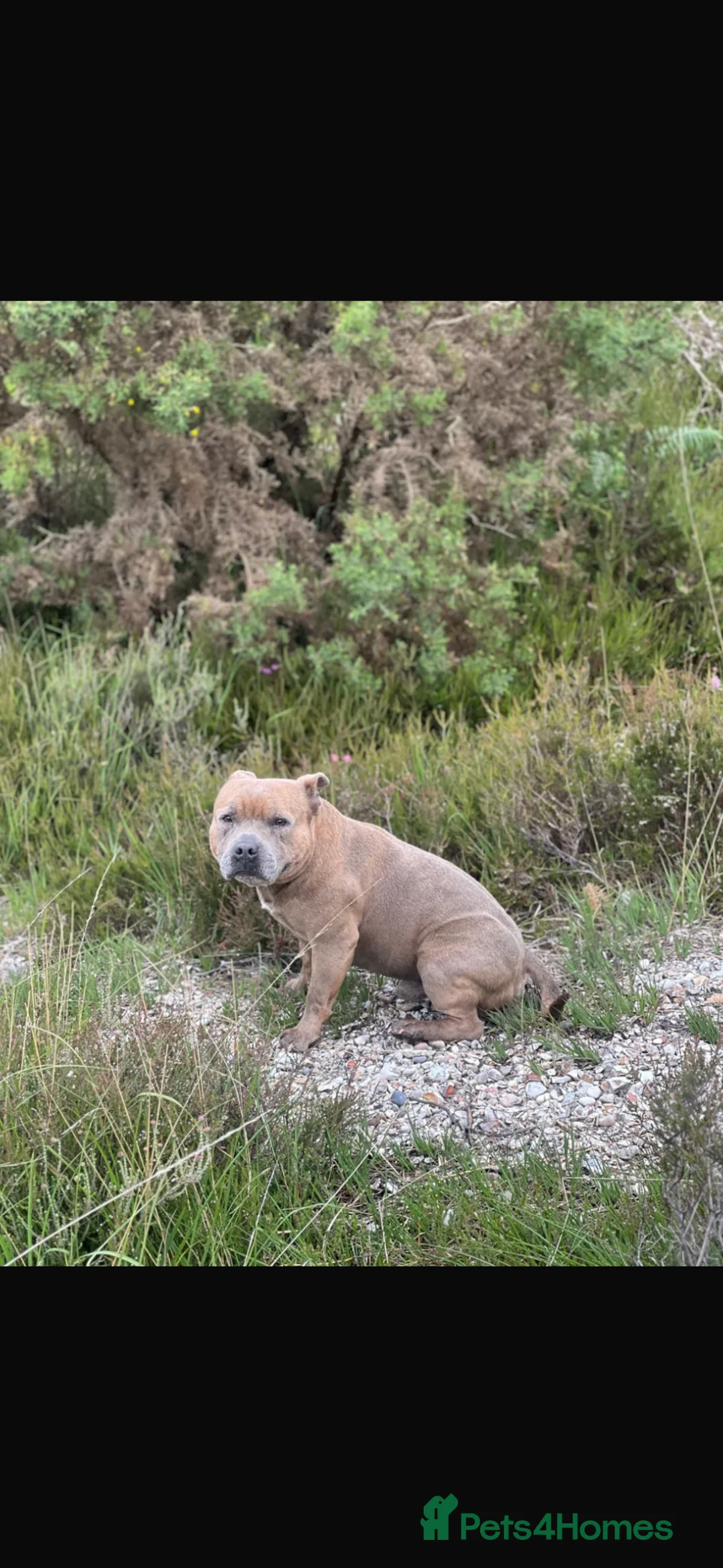 Staffordshire Bull Terrier dogs for sale: KC REG STAFFORDSHIRE BULL TERRIER PUPS DUE JUNE  - Advert 2
