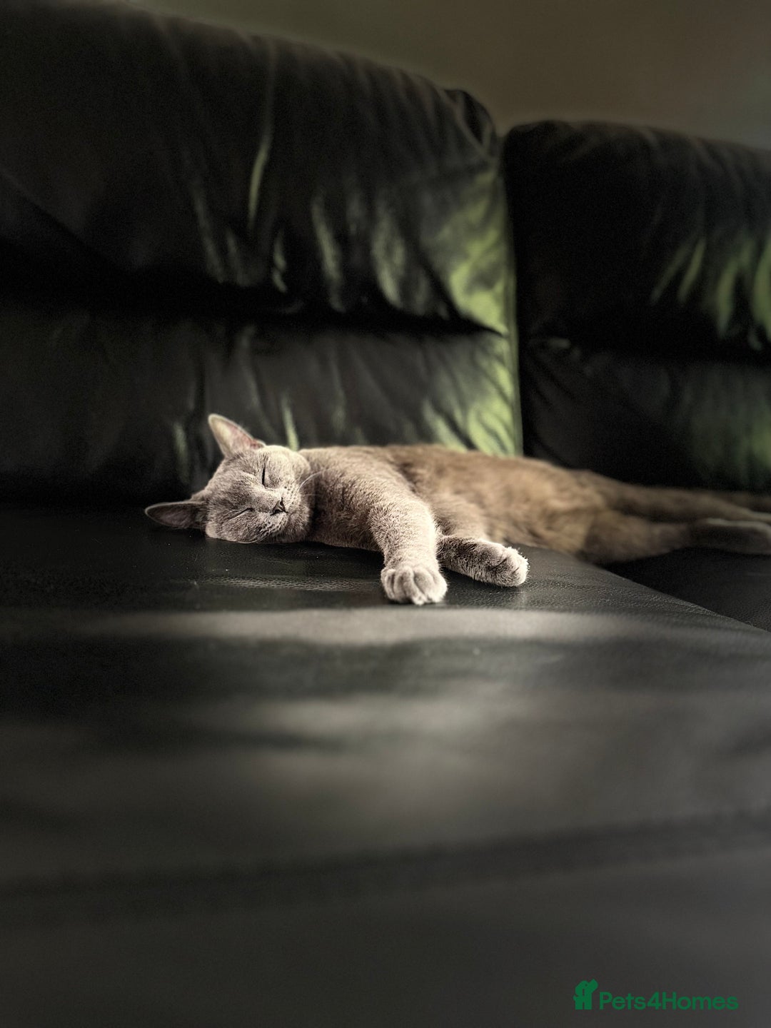 Scottish Fold cats for sale: Beautiful Scottish Fold/British Shorthair Kittens - Advert 2