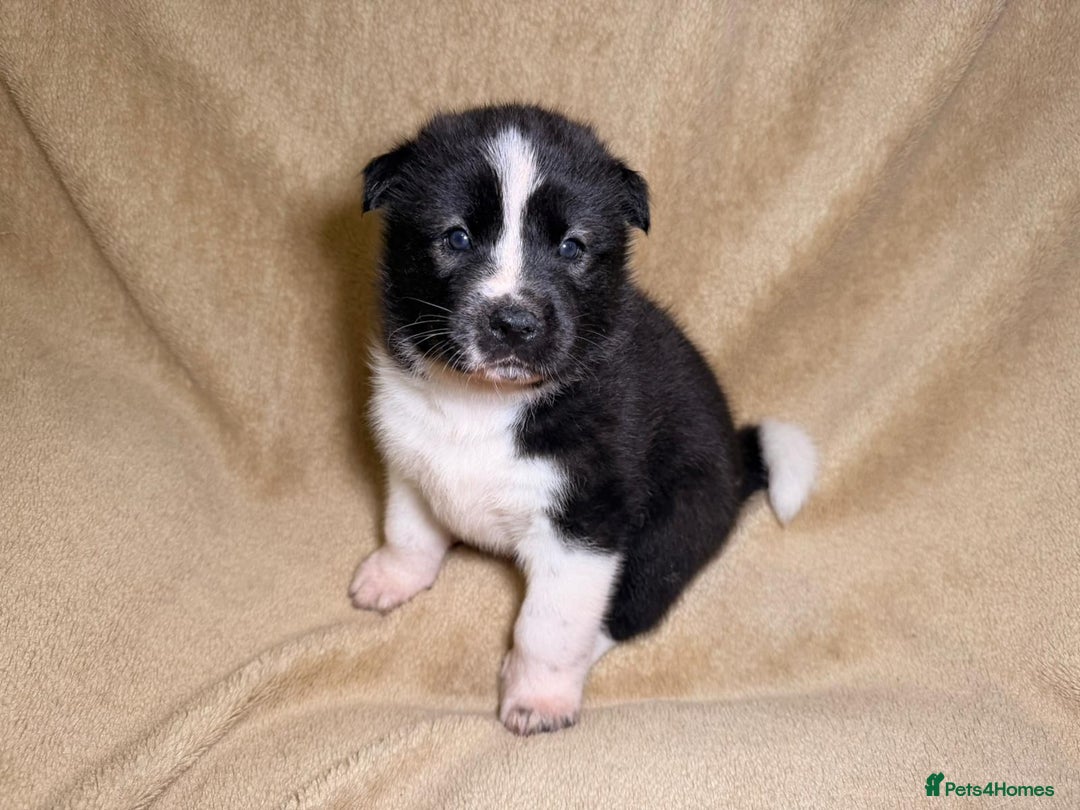 Akita dogs for sale: 7 beautiful American Akita Puppies - Advert 12