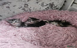 Maine Coon cats for sale: Gorgeous maincoon kittens - Image 14