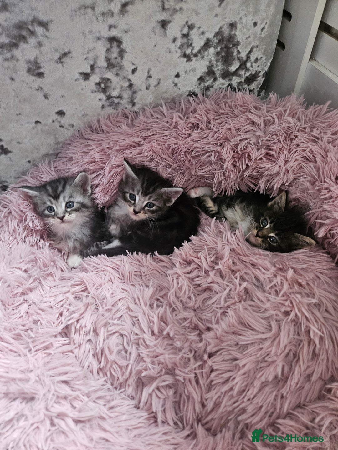 Maine Coon cats for sale: Gorgeous maincoon kittens - Image 14