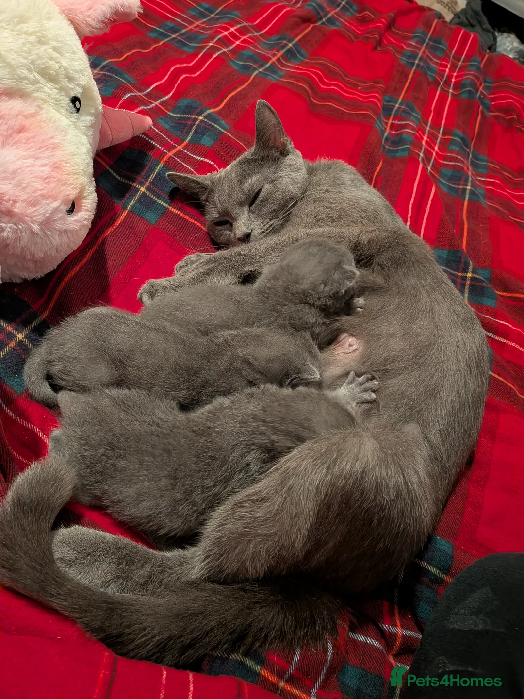 Russian Blue cats for sale: 3 beautiful Russian blue kittens  - Advert 6