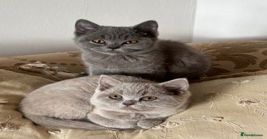 British Shorthair cats - Advert 11