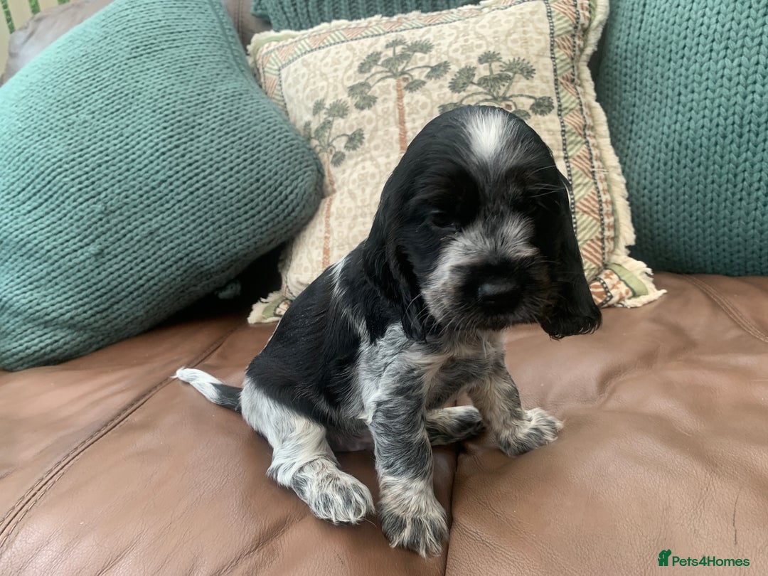 Cocker Spaniel dogs for sale: Cocker Spaniel (Show type ) KC registered pedigree - Image 4