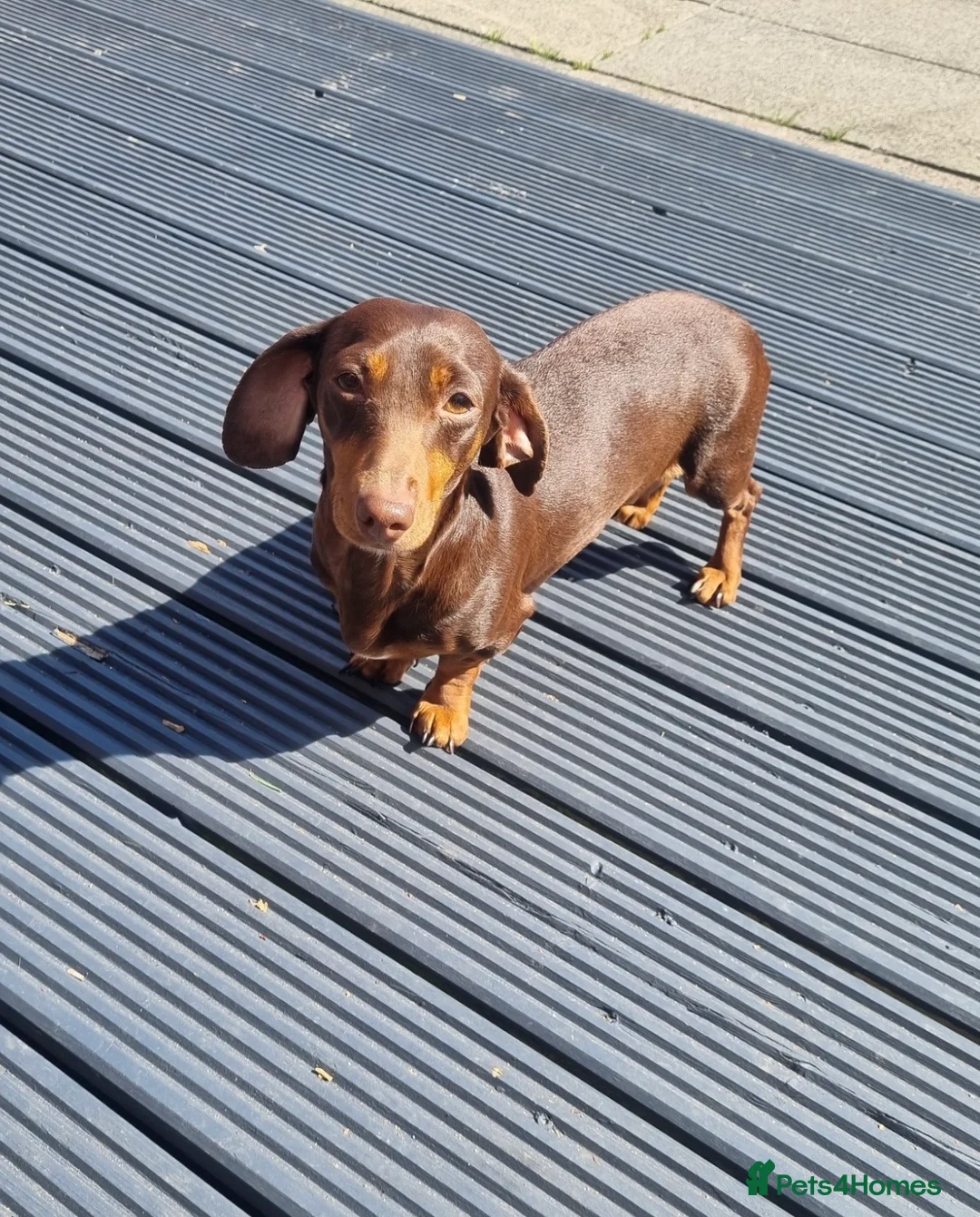 Miniature Dachshund dogs for sale: Miniature Dachshund for sale to a loving home in Grangemouth - Advert 2