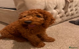 Mixed Breed dogs for sale: 20 week old cockapoo bitch  - Image 2
