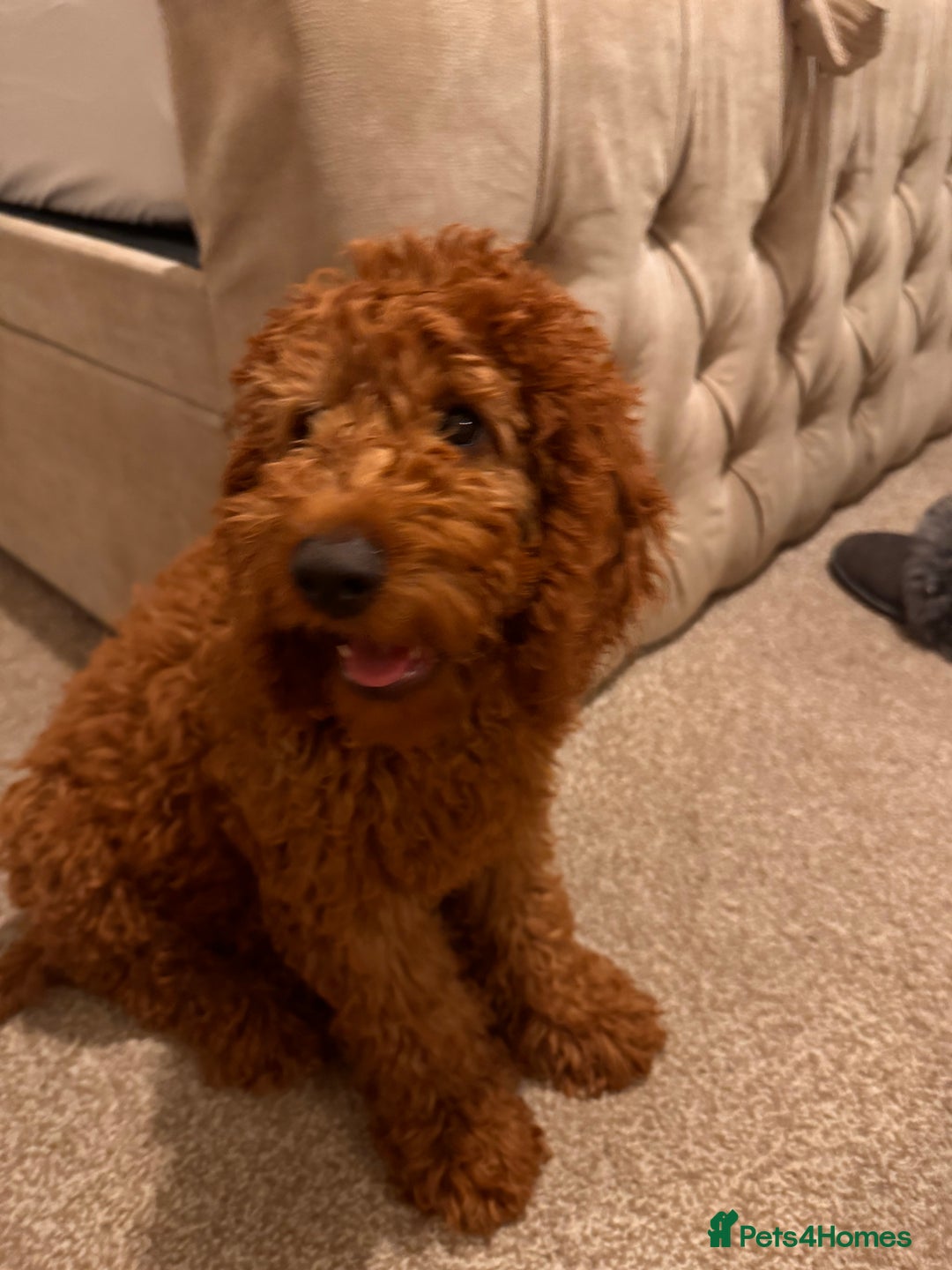 Mixed Breed dogs for sale: 20 week old cockapoo bitch  - Image 2