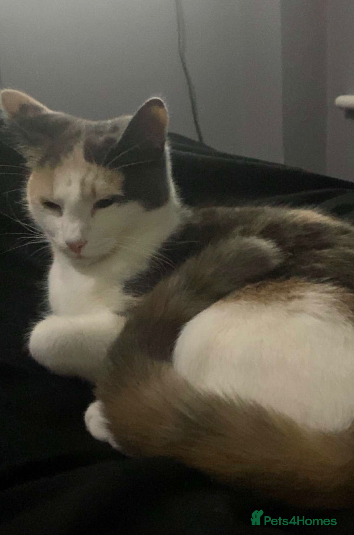 Mixed Breed cats One female calico longhair kitten  - Advert 2