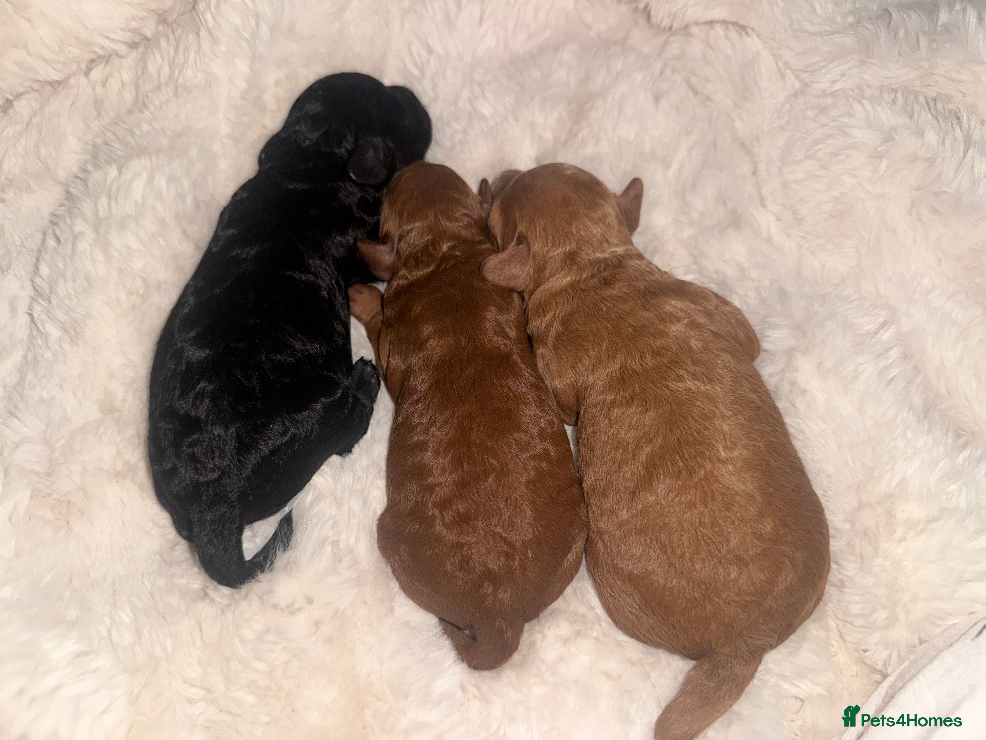 Toy Poodle dogs Health tested Toy poodle puppies! 😍🔥🤩!!! in Liverpool - Advert 4