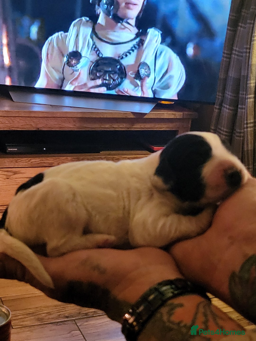English Springer Spaniel dogs for sale: English springer spaniel pups  - Image 19