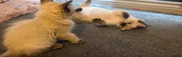 Ragdoll cats for sale: 6 purebred Ragdoll kittens reservations taken now  in Tiverton - Advert 2