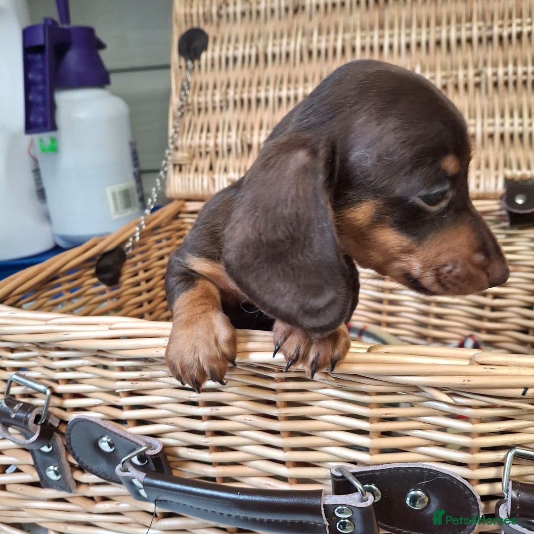 Miniature Dachshund dogs for sale: Miniature dachshund  - Image 2