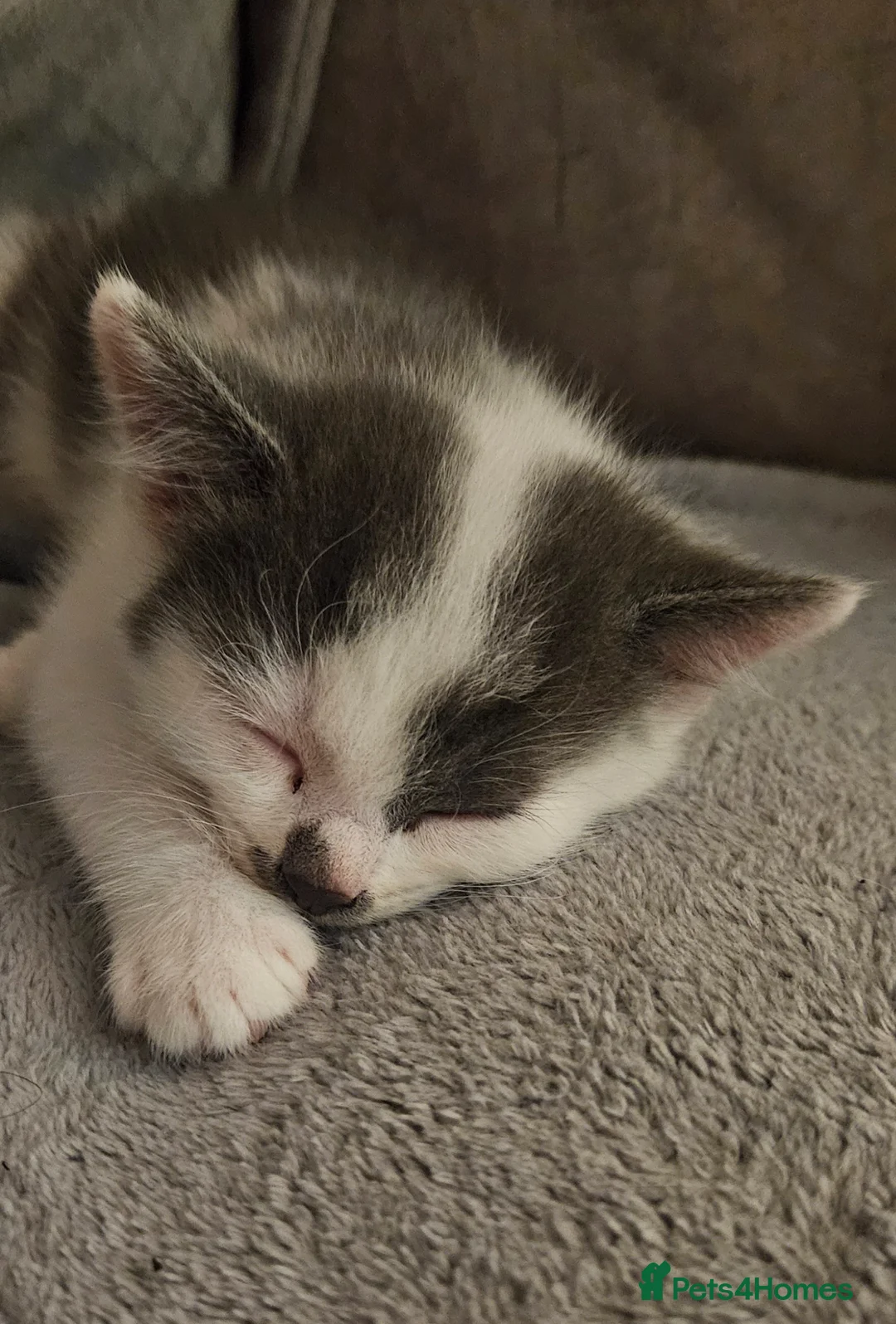 Mixed Breed cats for sale: Beautiful little Grey and white Boy - Advert 6