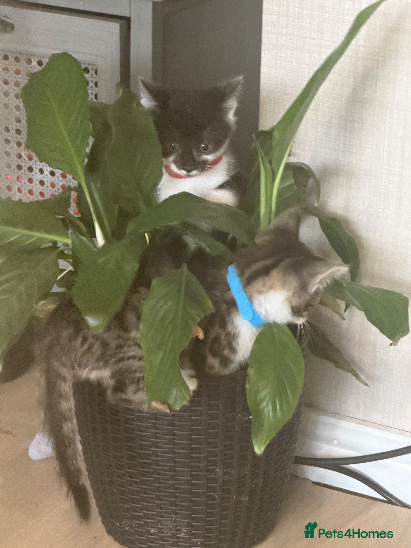 Mixed Breed cats Beautiful Tabby X Kittens🩷 - Advert 2