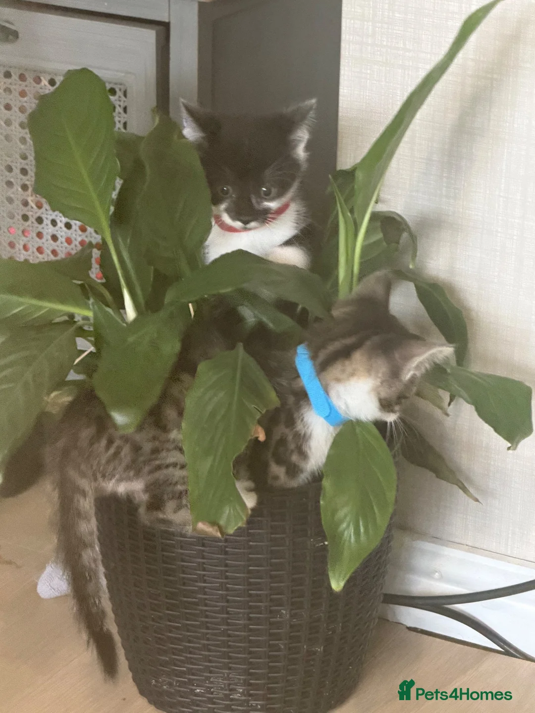 Mixed Breed cats for sale: Beautiful Tabby X Kittens🩷 - Advert 1