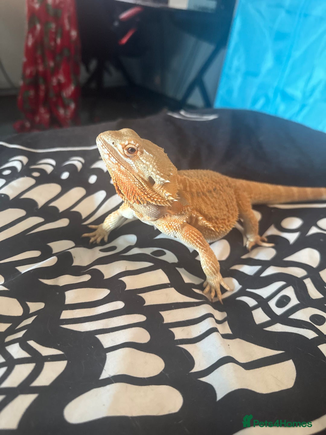 Bearded Dragon reptiles for sale: 2 year old bearded dragon  - Advert 3