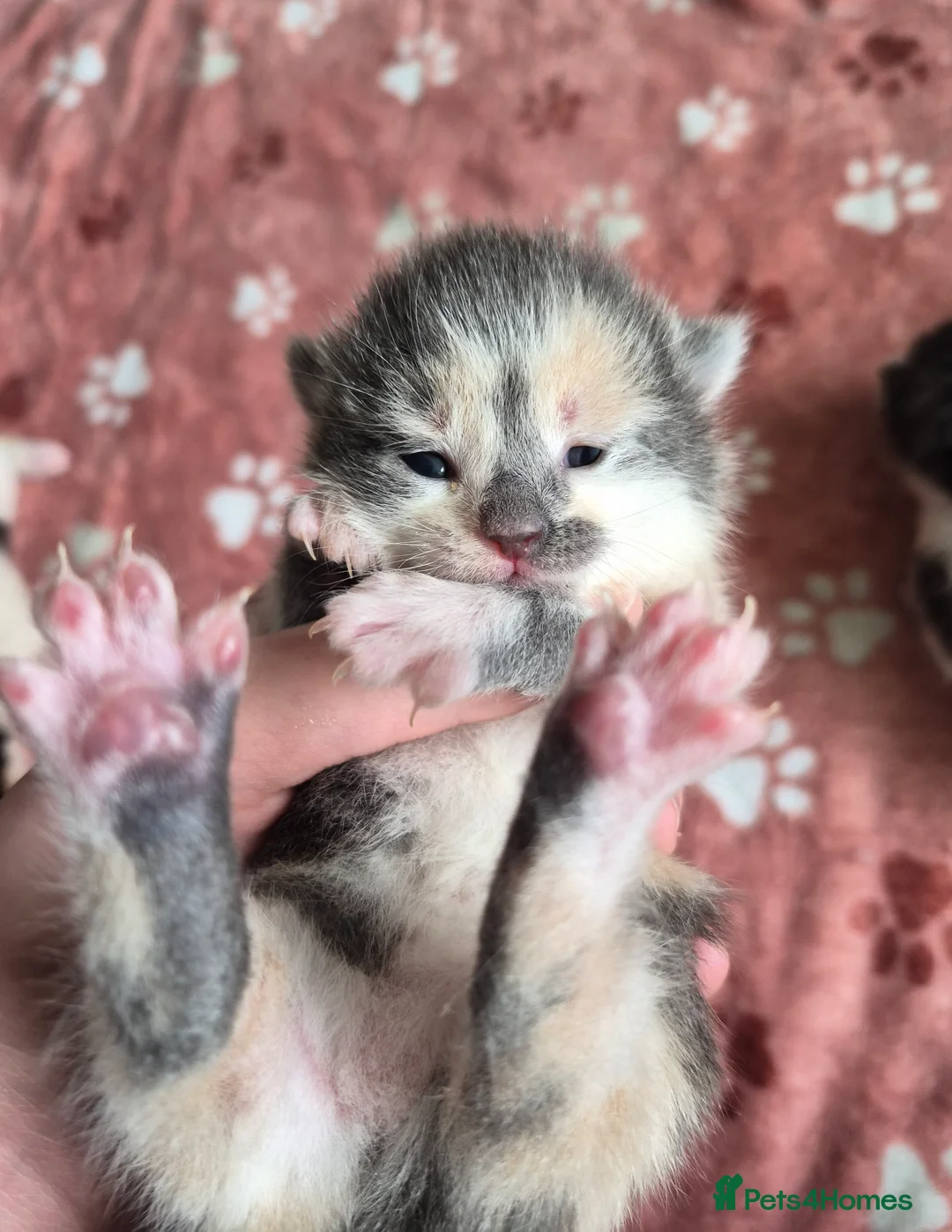 Mixed Breed cats for sale: 3 little girls available price £200-500 - Advert 2