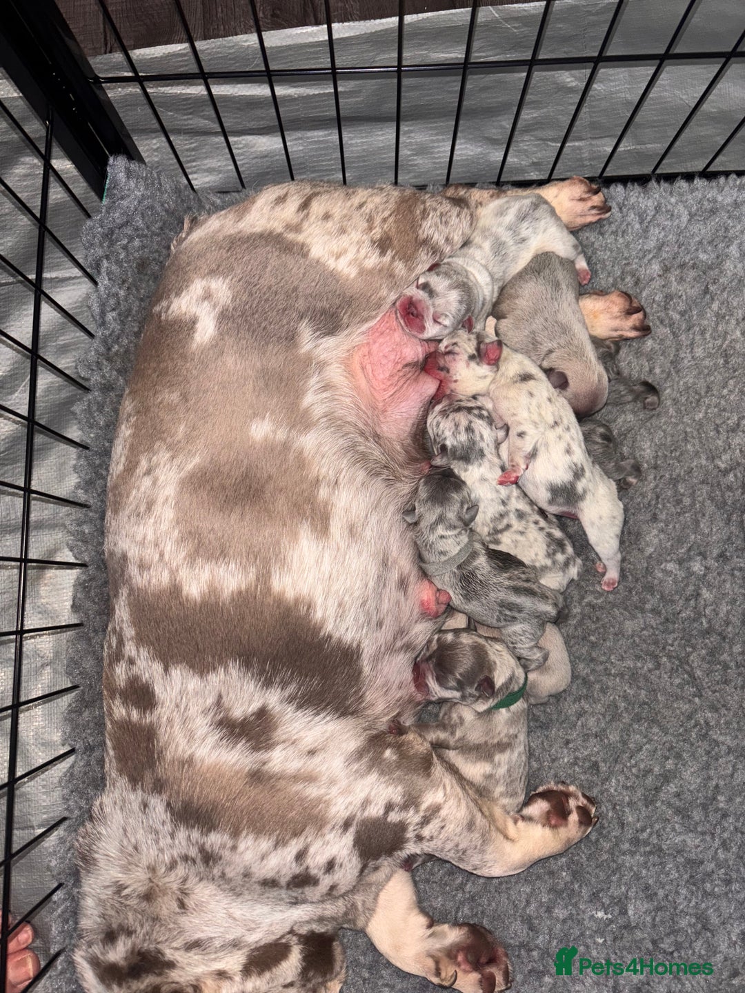 French Bulldog dogs for sale: Frenchie pups - Image 6