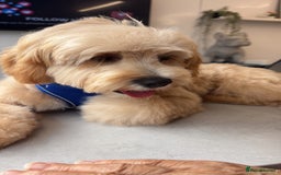 Cavapoo dogs for sale: 8 month old Cavapoo F1 - Image 7