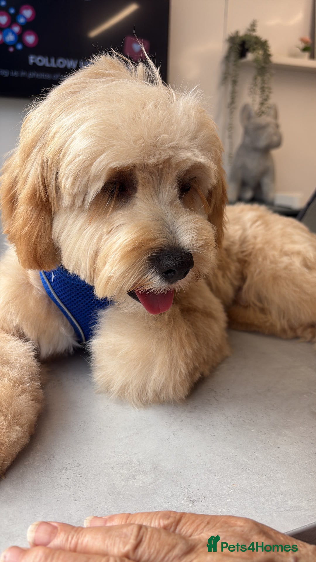 Cavapoo dogs for sale: 8 month old Cavapoo F1 - Image 7