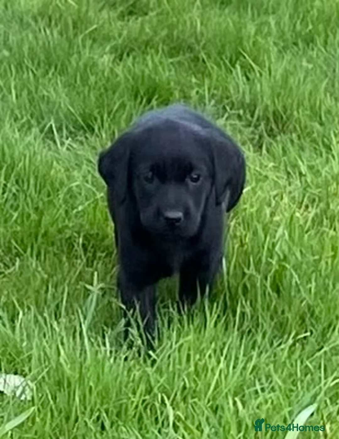 Labrador Retriever dogs for sale: Beautiful Well Bred KC Reg Labrador Puppies - Advert 14