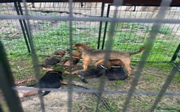 Border Terrier dogs for sale: Border Terrier Pups - Image 34