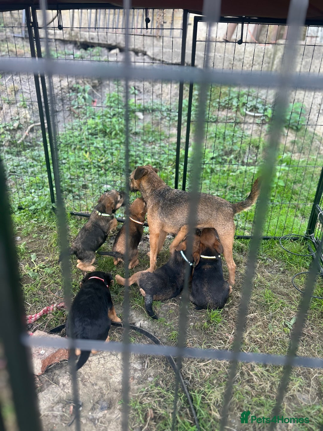 Border Terrier dogs for sale: Border Terrier Pups - Image 34
