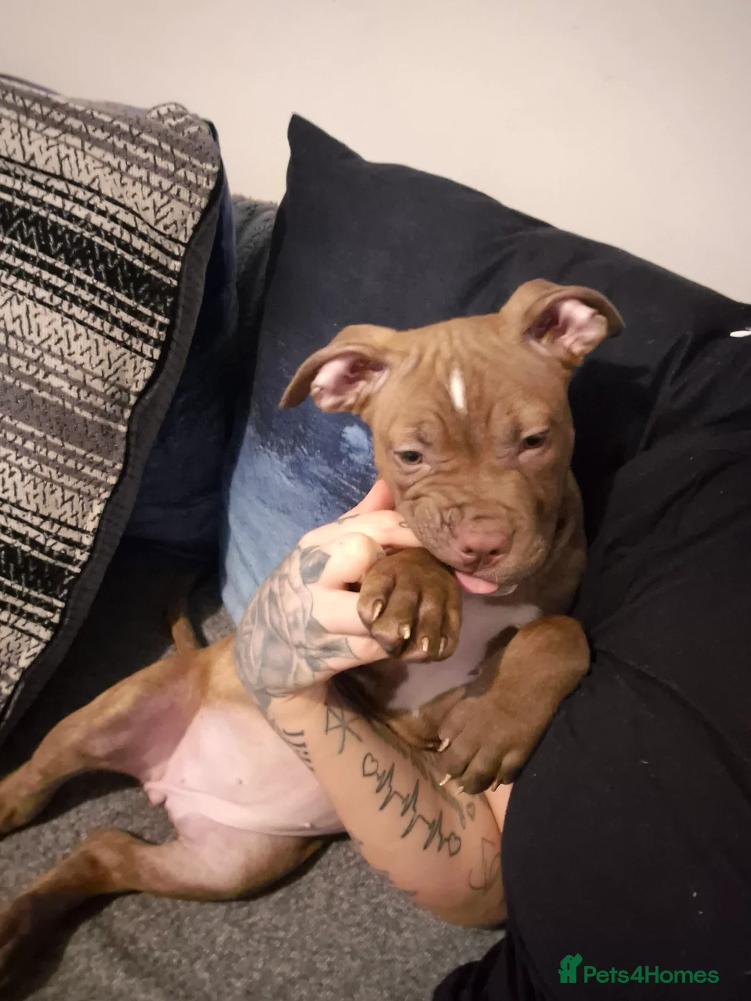 Mixed Breed dogs for sale: Female cane corso/staffy - Advert 2