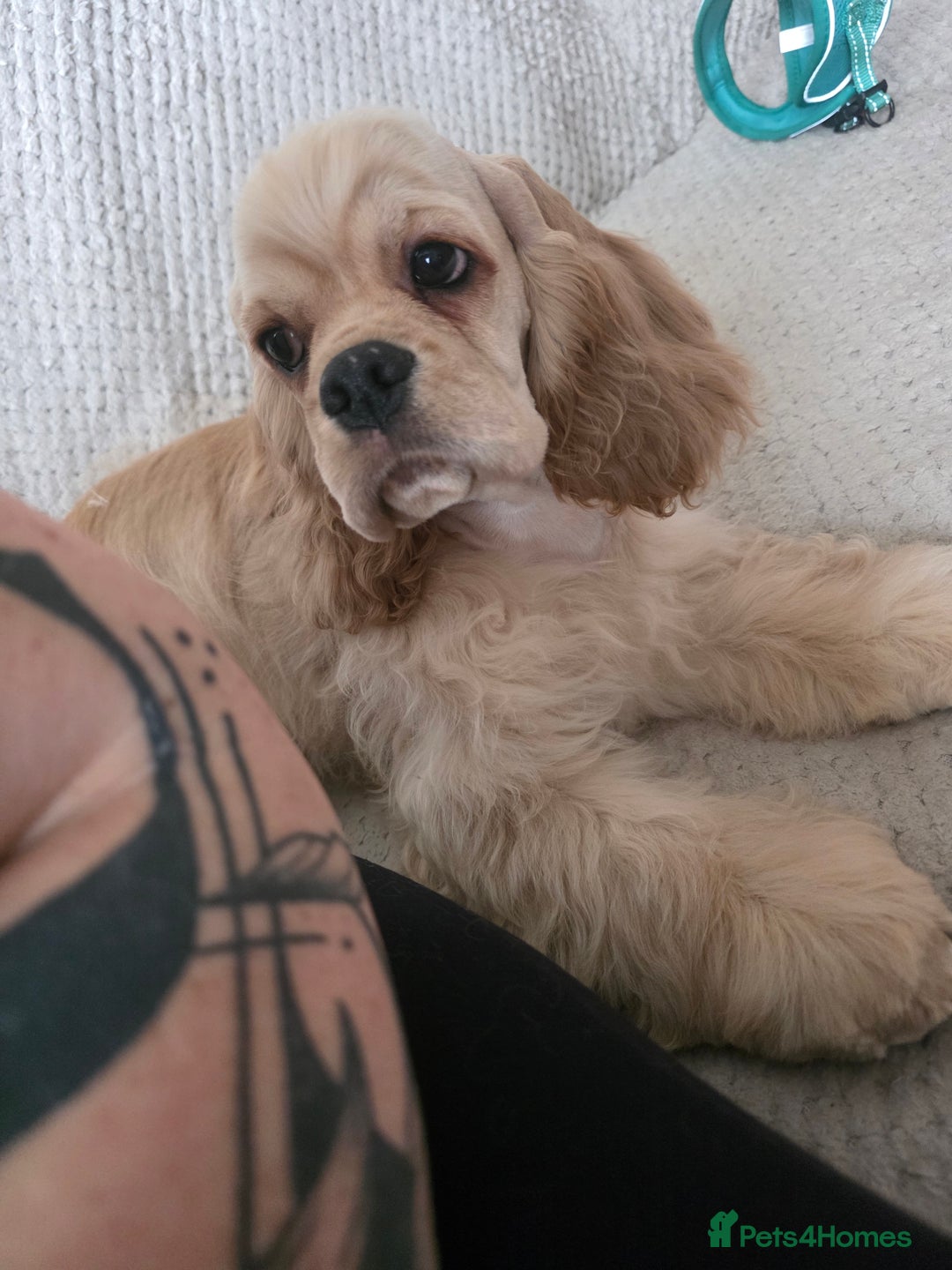 American Cocker Spaniel dogs for sale: Stunning Anerican Cocker spaniels girl - Advert 30