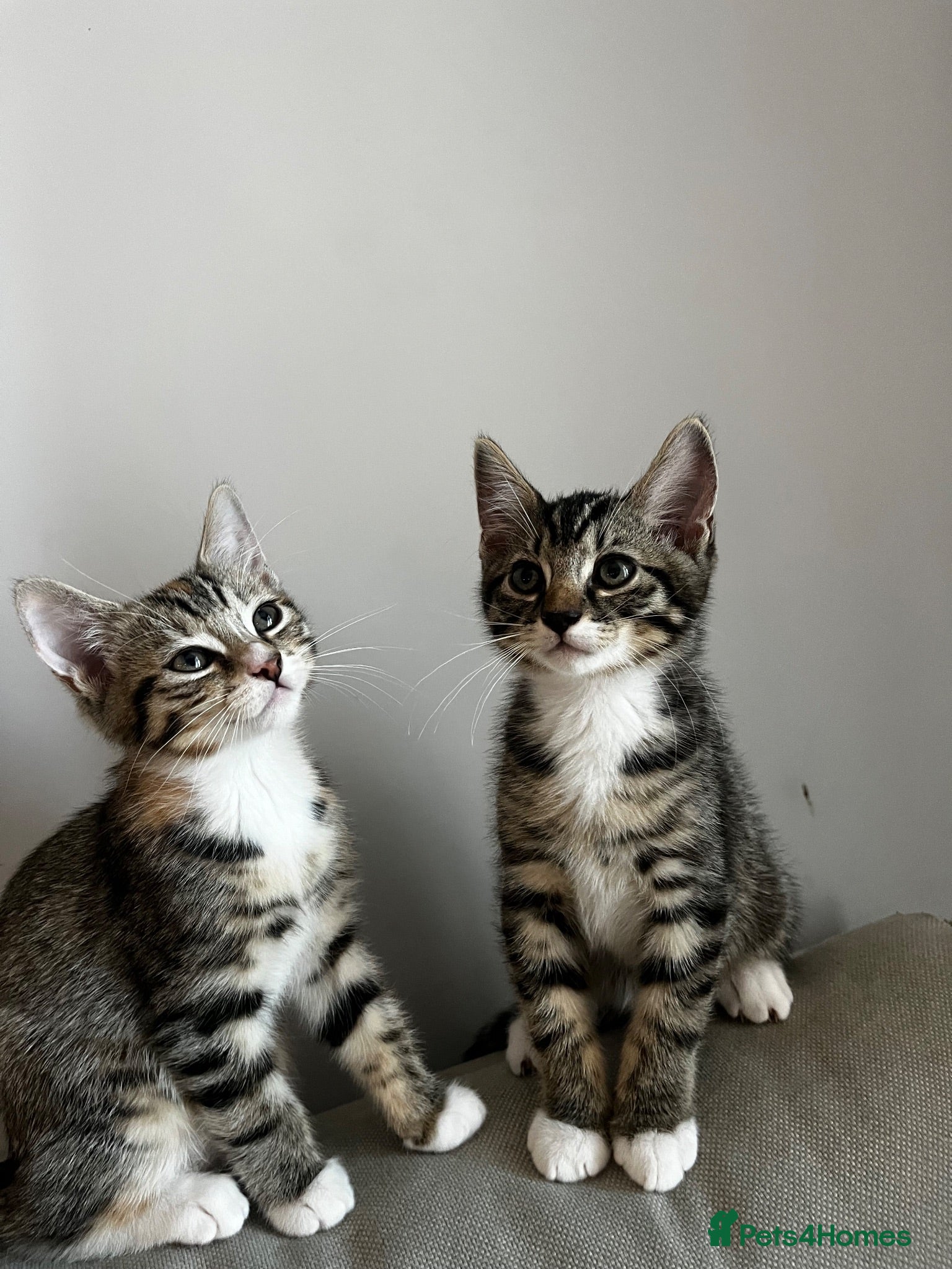 Mixed Breed cats 5 Beautiful friendly kittens - Advert 3