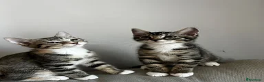 Mixed Breed 2 (kitten on the right)