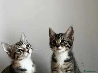 Mixed Breed cats 5 Beautiful friendly kittens - Advert 5