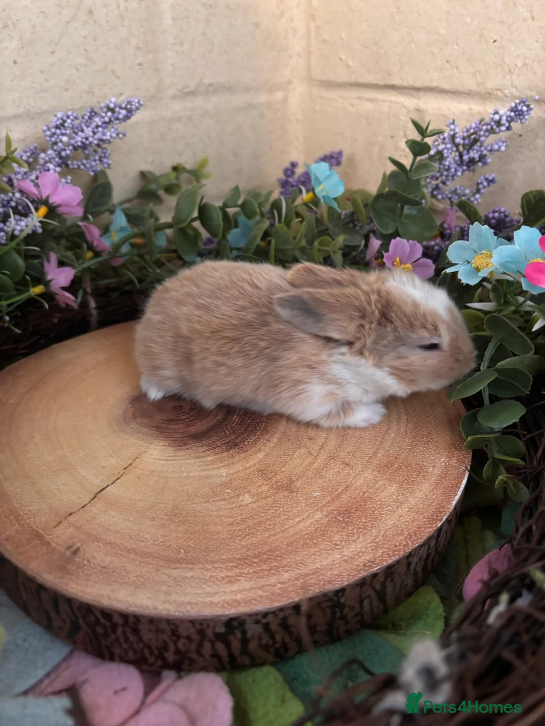 Mini Lop rabbits for sale: Mini lops  - Advert 3