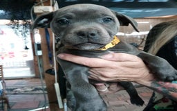 Staffordshire Bull Terrier dogs for sale: Blue Staffordshire Bull Terrier Puppies - Image 3