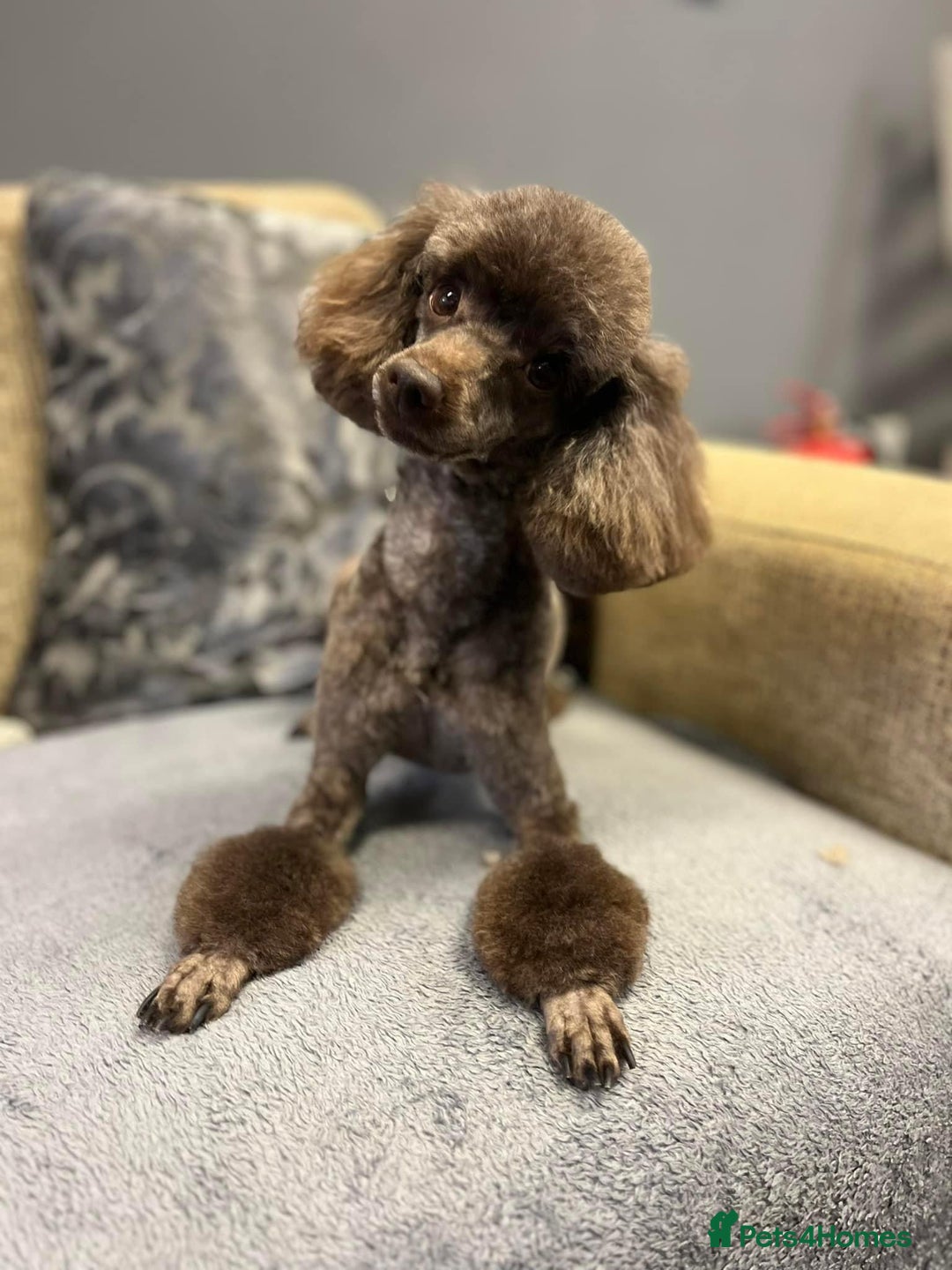 Cavapoo dogs for sale: Beautiful cavapoo puppies 🐾 - Image 19