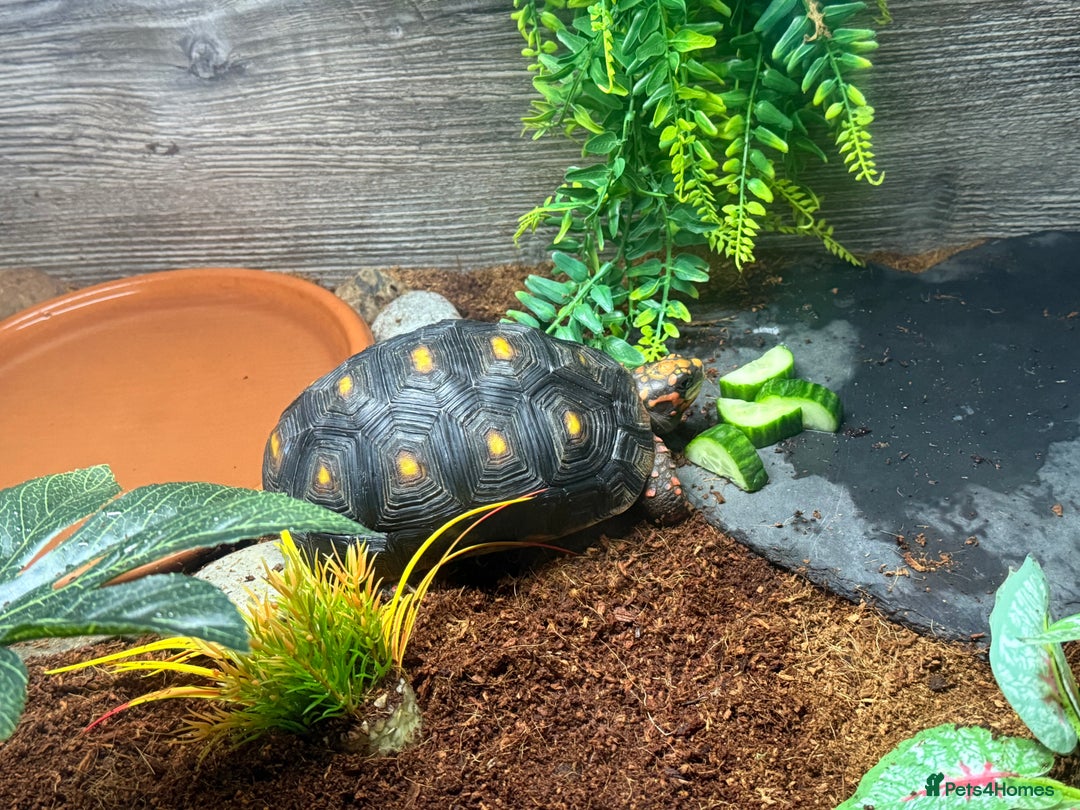 Tortoise reptiles for sale: 2 year old red footed tortoise and set up  - Advert 3