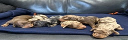 Miniature Dachshund dogs for stud: KC Registered Miniature Dachshund Stud - Advert 8