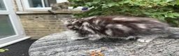 Maine Coon cats for sale: Maine Coon Bengal Cross Kittens - Advert 21