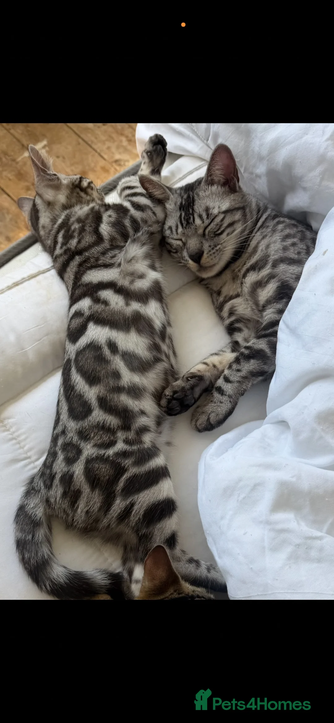 Bengal cats for sale: BENGAL 👑 QUEEN TICA REGISTERED 🔥  - Advert 15