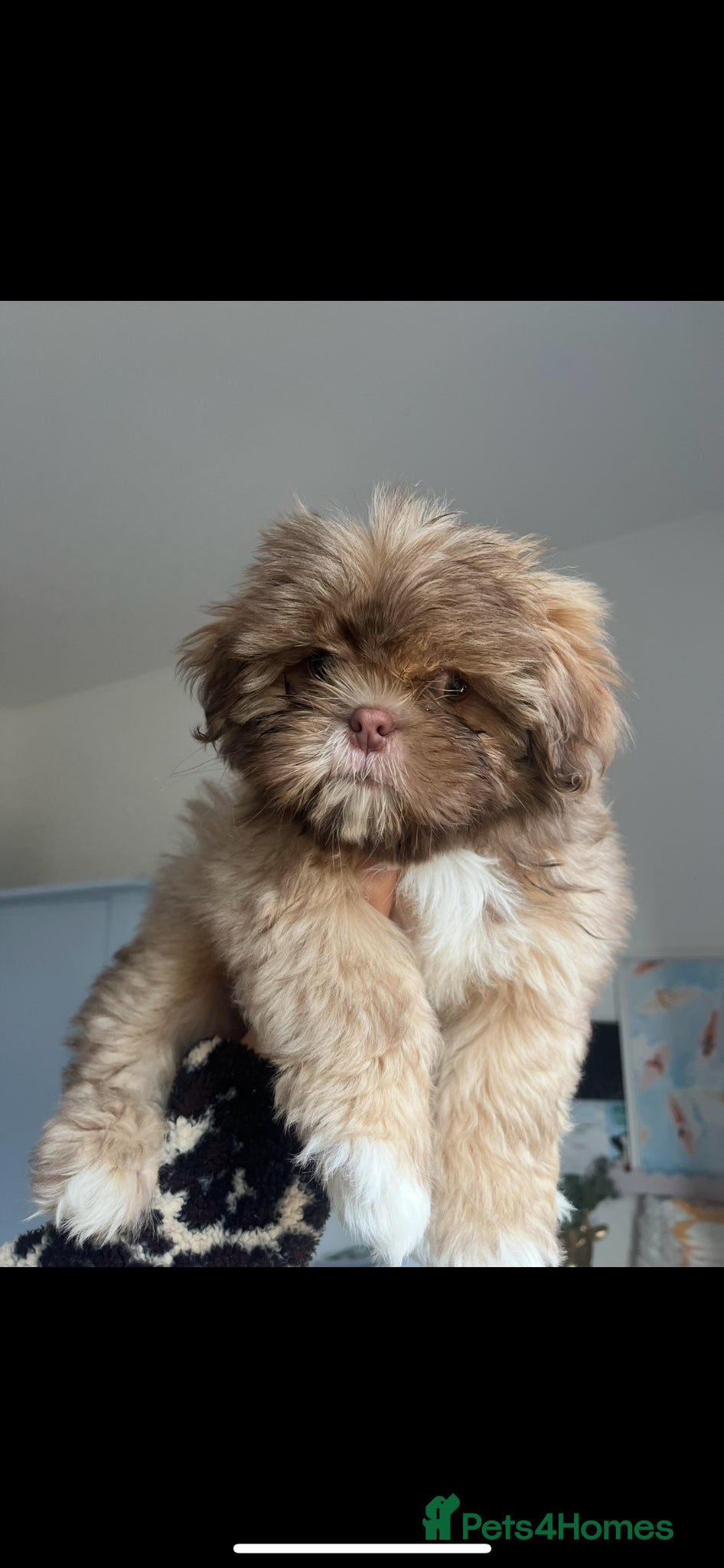 Shih Tzu dogs 6 month old lilac shih tzu - Advert 1
