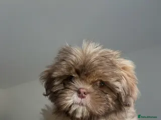 Shih Tzu dogs 6 month old lilac shih tzu - Advert 1