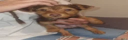 Mixed Breed dogs for sale: Terrier mix pup - Advert 3