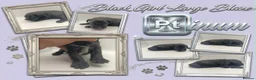 Miniature Schnauzer dogs for sale: Black Mini Schnauzer Litter  - Advert 13
