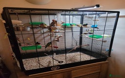 Finches birds for sale: 7 Gouldian Finches in beautiful condition - Advert 1