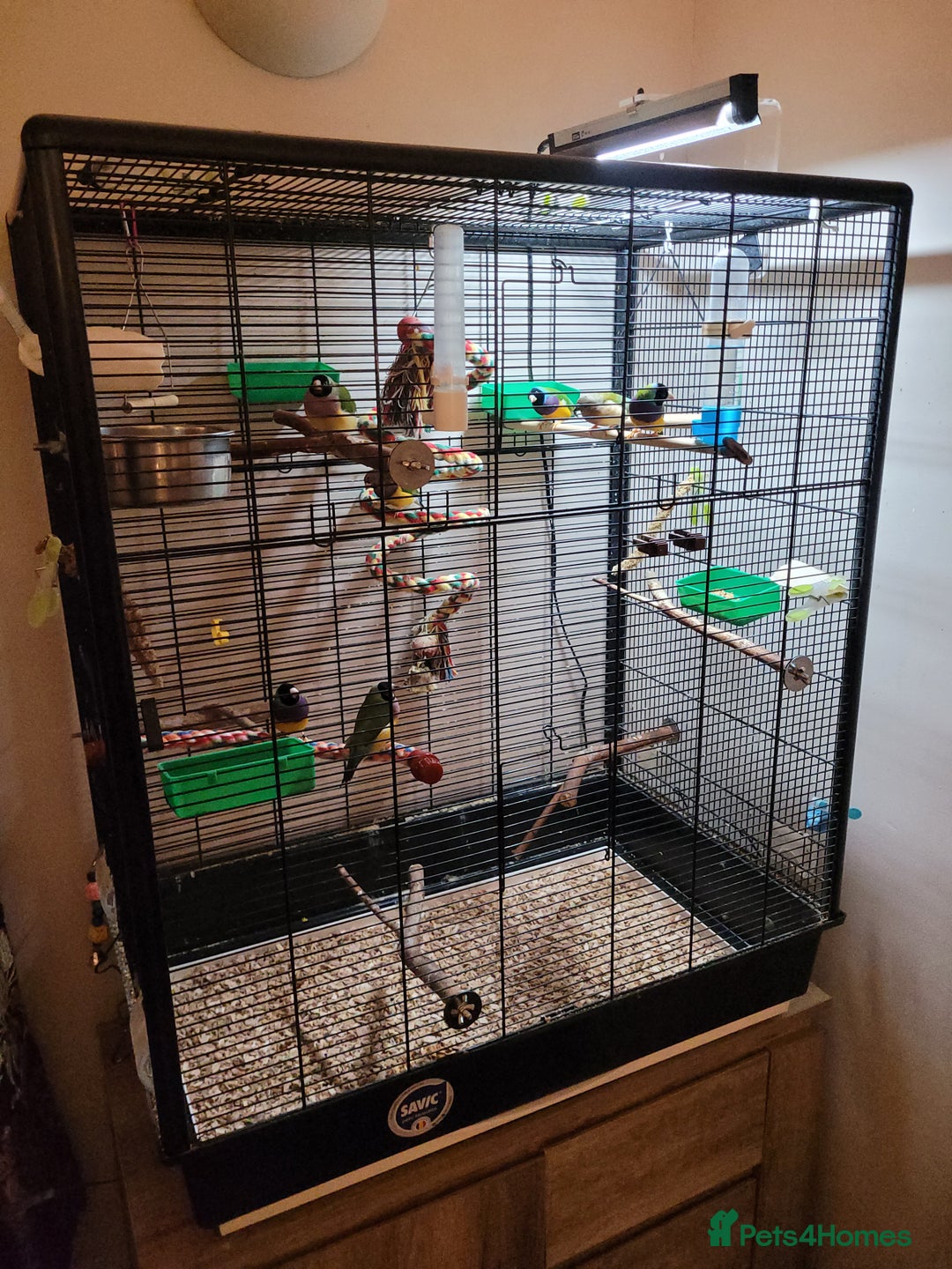 Finches birds for sale: 7 Gouldian Finches in beautiful condition - Advert 1