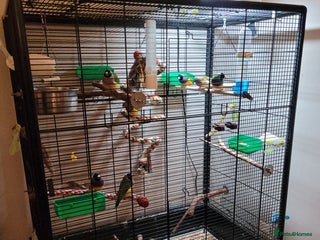 Finches birds for sale: 7 Gouldian Finches in beautiful condition - Advert 1