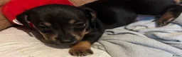 Dachshund dogs for sale: 6 Dachshund Puppies - Advert 8