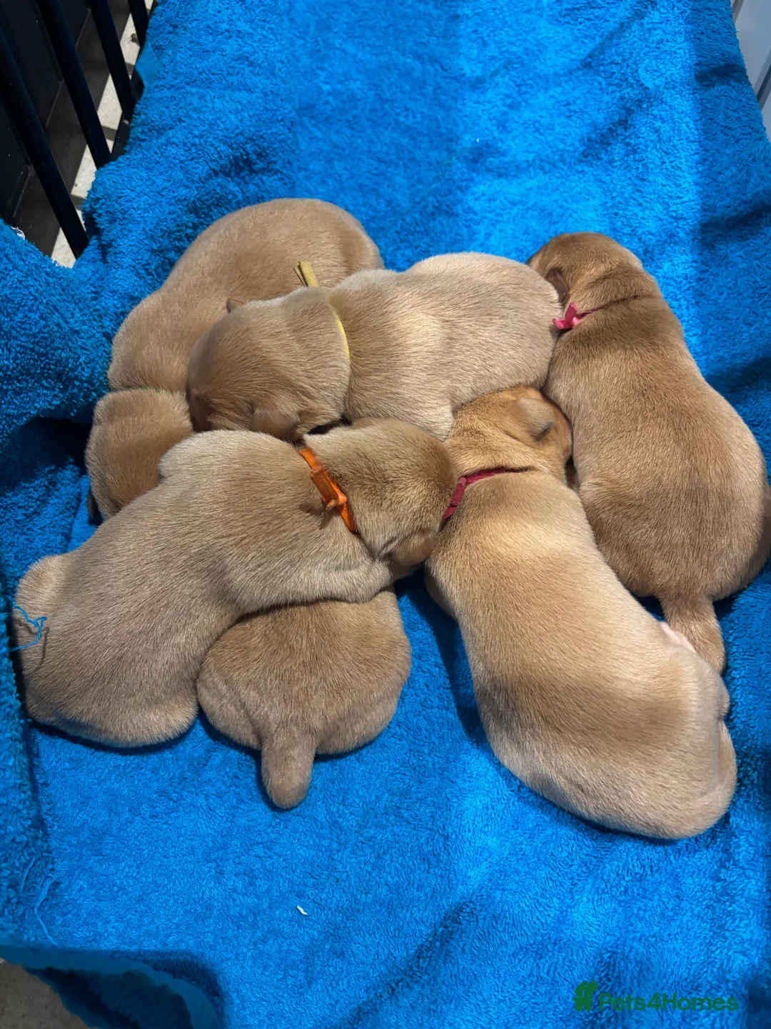 Labrador Retriever dogs for sale: Gorgeous KC reg Yellow Labradors - Advert 2